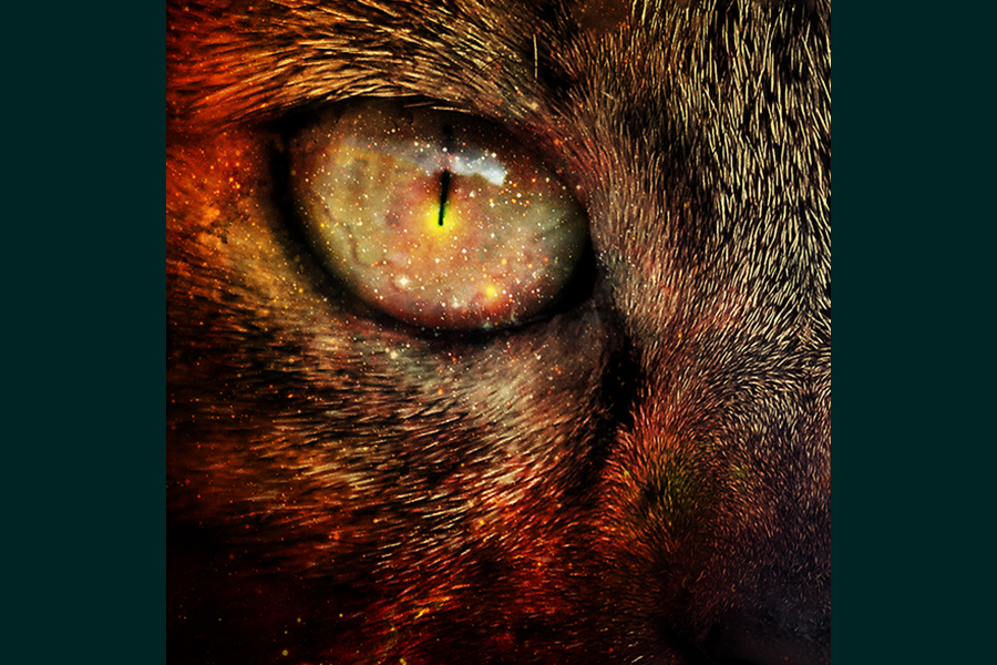 Cat's eye 1